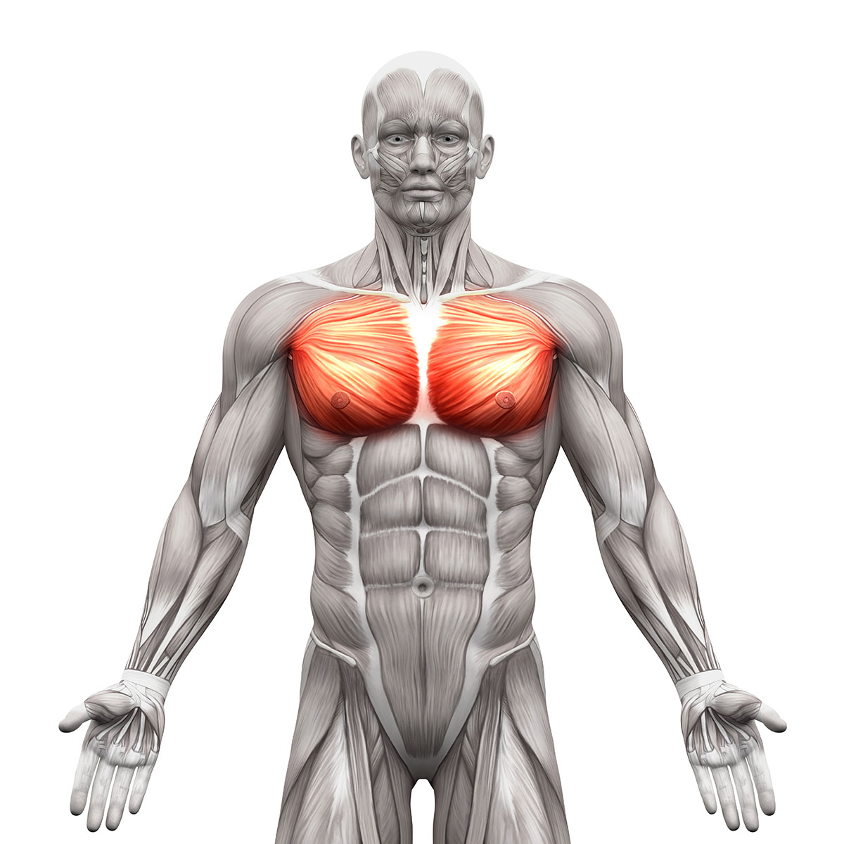 Brustmuskeln - Grosser und Kleiner Brustmuskel - Anatomiemuskeln iso